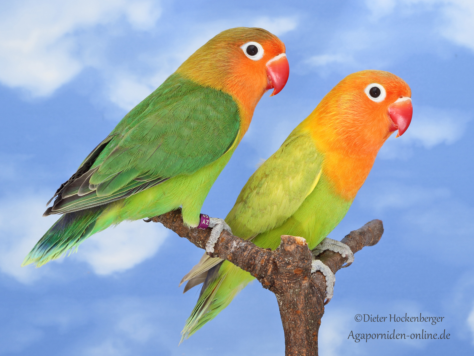 Verkauf Agapornis fischeri, Pfirsichköpfchen und Russköpfchen