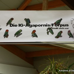 AZ-AGZ-IG-Agapornis / Forpus stellt sich auf der AZ- Bundesschau in Kassel 2013 mit einer Sonderaustellumg vor.