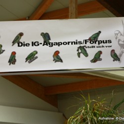 AZ-AGZ-IG-Agapornis / Forpus stellt sich auf der AZ- Bundesschau in Kassel 2013 mit einer Sonderaustellumg vor.