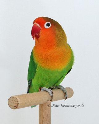 2017-VZE-Skl-Sieger-APF-1-Pfirsichköpfchen-D.Hockenberger