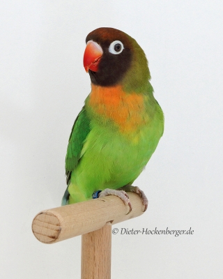 2017-VZE-Skl-Sieger-APN-1-Rußköpfchen-D.Hockenberger