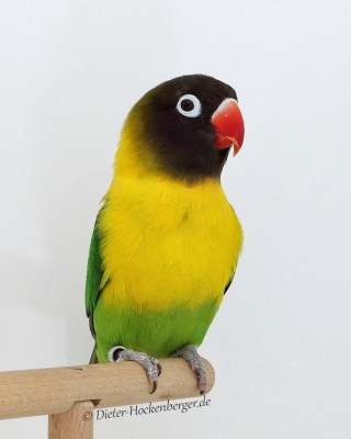 2017-VZE-Skl-Sieger-APP-1-Schwarzköpfchen-K.D.Herde