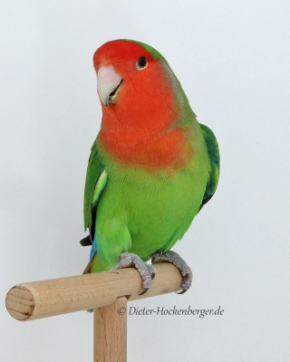 2017-VZE-Skl-Sieger-AR-1-Rosenköpfchen-St.Schubert