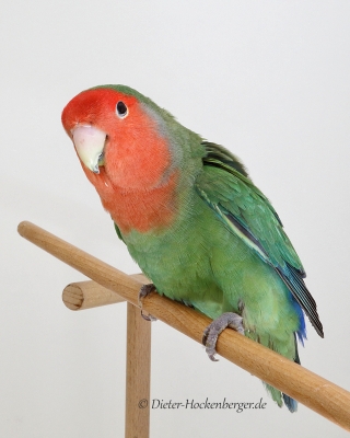 2017-VZE-Skl-Sieger-AR-M-Rosenköpfchen-Mutationen-St.Schmidt