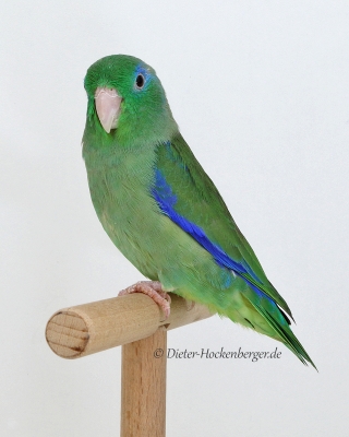 2017-VZE-Skl-Sieger-FCA-1-Augenring-Sperlingspapageien-G.Mehlhorn