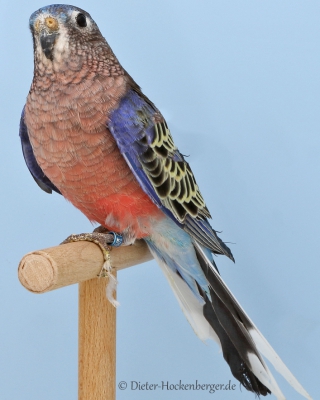 10-Bundesgruppensieger Bourkesittiche, 1,0 Bourkesittich wildfarbig