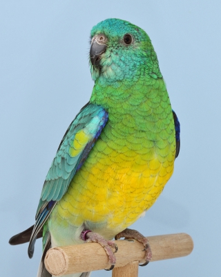 13-Bundesgruppensieger Psephotus, 1,0 Singsittich wildfarbig
