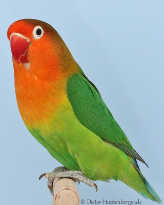 17-Bundesgruppensieger Agapornis fischeri, Agapornis fischeri wildfarbig
