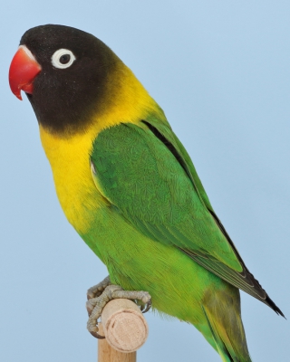18-Bundesgruppensieger Agapornis personatus, Agapornis personatus wildfarbig