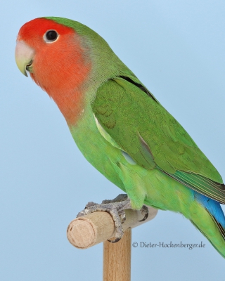 20-Bundesgruppensieger Agapornis roseicollis,  Agapornis roseicollis wildfarbig