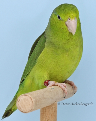 22-Bundesgruppensieger Blaugenicksperlingspapageien, 0,1 Blaugenicksperlingspapagei wildfarbig