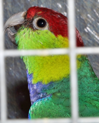 24-Bundesgruppensieger sonstige australische Sittiche, Rotkappensittich wildfarbig