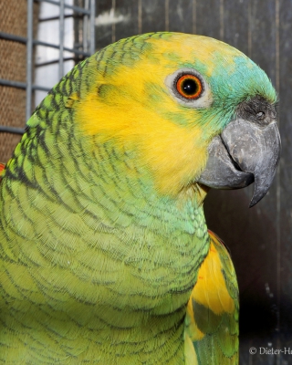 27-Bundesgruppensieger Mittlere-u. Großpapageien,  Blaustirnamazone wildfarbig
