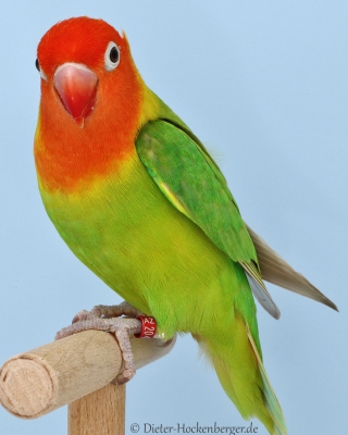32-Bundesgruppensieger Agapornis verschiedene und Sperlingspapagei  Mutationen, Agapornis lilianae pastell grün