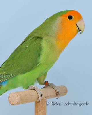 33-Bundesgruppensieger Agapornis roseicollis Mutationen, Orangemaske hellgrün