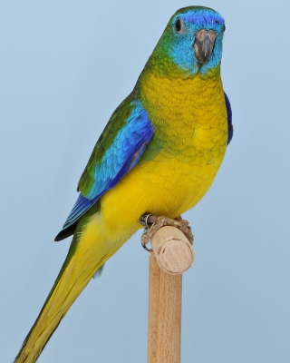 2-Bundessieger australische Sittiche, 1,0 Schönsittich wildfarbig