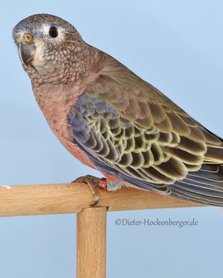 1-LGS-Bourkesittiche-Hartmut-Schaitel