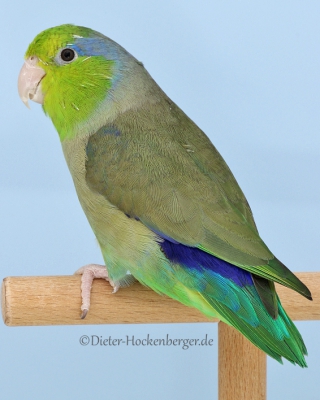 11-LGS-Blaugenick-Sperlingspapagei-Norbert-Wörner