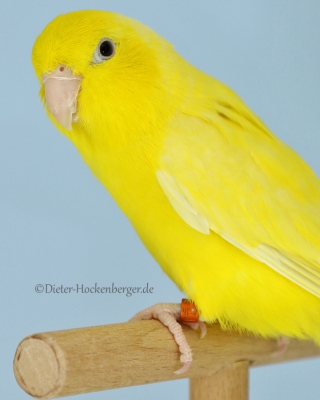 17-LGS-M-Agap.-versch.+Sperlingspapagei-Blaugenick-us-gelb-zimt-Delphine-Ketterer
