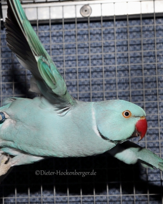 19-LGS-M-Alle-übrig.-Sittiche+Papageien-Halsbandsittich-blau-Alexander-Schmid