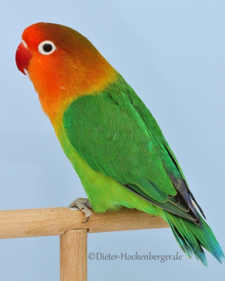 6-LGS-Agapornis-fischeri-Dieter-Hockenberger