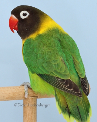 7-LGS-Agapornis-personatus-Pierre-Hollinger