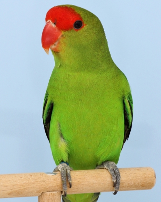 8-LGS-Agapornis-taranta-Dieter-Hockenberger