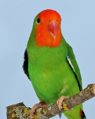 Landessieger-Agapornis-Forpus-Agapornis-pullarius-Harald-Reinhardt