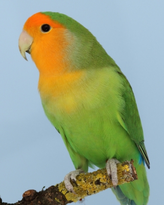 Landessieger-Mutationen-Agapornis-roseicollis-Orangemaske-Wilfried-Hornung