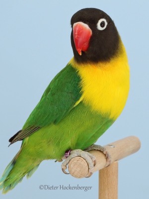 01-Europasieger-Agapornis-personatus-wildfarbig-5
