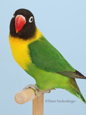 01-Europasieger-Agapornis-personatus-wildfarbig-8