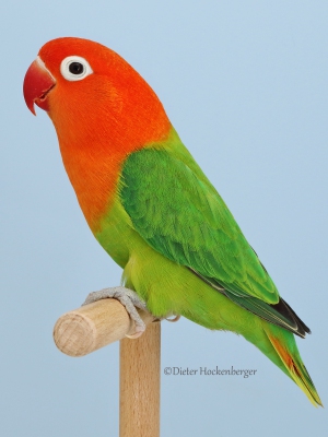 02-Europasieger-Agapornis-Mutationen-3