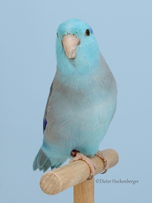 04-Europasieger-Forpus-Mutationen-Blaugenick-Sperlingspapagei-blau-9