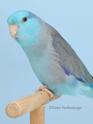 04-Europasieger-Forpus-Mutationen-Blaugenick-Sperlingspapagei-blau-1