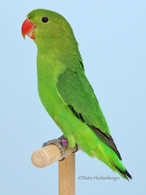 05-Europajugendsieger-AGZ-Agapornis-taranta-5