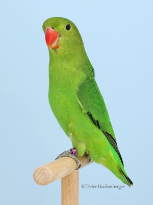 05-Europajugendsieger-AGZ-Agapornis-taranta-7