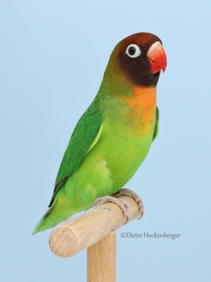 18-Europagruppensieger-wildfarbig-Agapornis-verschiedene-A.-nigrigenis-3