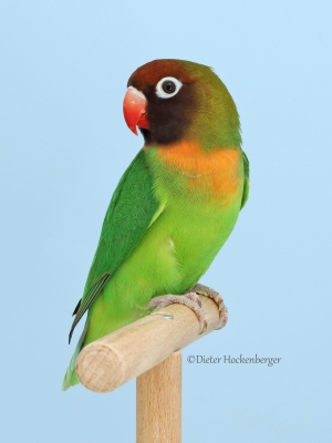 18-Europagruppensieger-wildfarbig-Agapornis-verschiedene-A.-nigrigenis-8