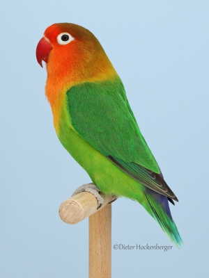 19-Europagruppensieger-wildfarbig-Agapornis-fischeri-1