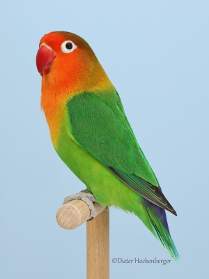 19-Europagruppensieger-wildfarbig-Agapornis-fischeri-18899-7