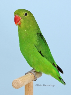 21-Europagruppensieger-wildfarbig-Agapornis-taranta-5