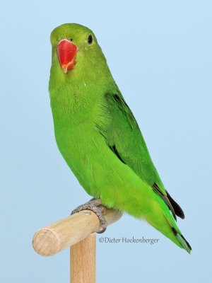 21-Europagruppensieger-wildfarbig-Agapornis-taranta-8