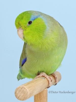30-Europagruppensieger-wildfarbig-Blaugenick-Sperlingspapagei-wildfarbig-11
