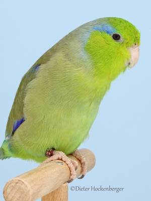 30-Europagruppensieger-wildfarbig-Blaugenick-Sperlingspapagei-wildfarbig-4