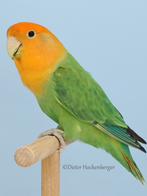 39-Europagruppensieger-Mutationen-Agapornis-roseicollis-Orangemaske-opalin-D-gruen-1