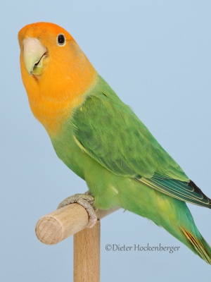 39-Europagruppensieger-Mutationen-Agapornis-roseicollis-Orangemaske-opalin-D-gruen-5