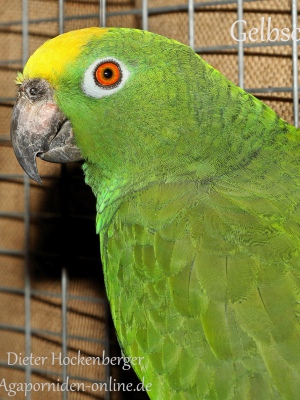 2022-AZ-Bundessieger-sonstige-GSPapageien-Gelbscheitelamazone