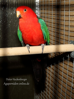 2022-AZ--Bundessieger-Sonstige-Austr.-Sittiche-Koenigssittich-wildfarbig-australisch-01