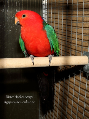 2022-AZ-Bundessieger-Sonstige-Austr.-Sittiche-Koenigssittich-wildfarbig-australisch-02