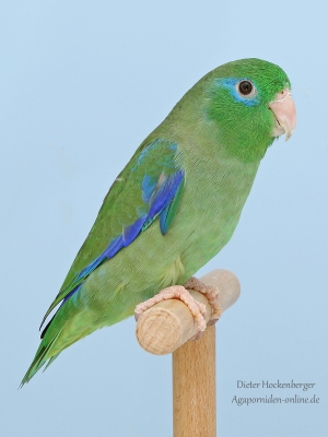 2022-AZ-Bundessieger-Agapornis-Forpus-Augenring-Sperlingspapagei.-wildfarbig-01